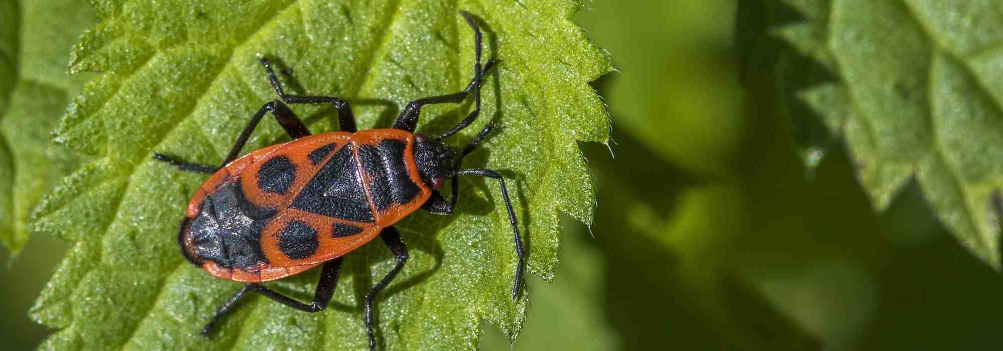 Feuerwanze: Nützling im Garten