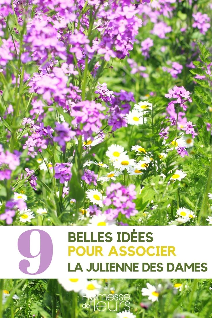 Julienne des Dames - Kombinationen