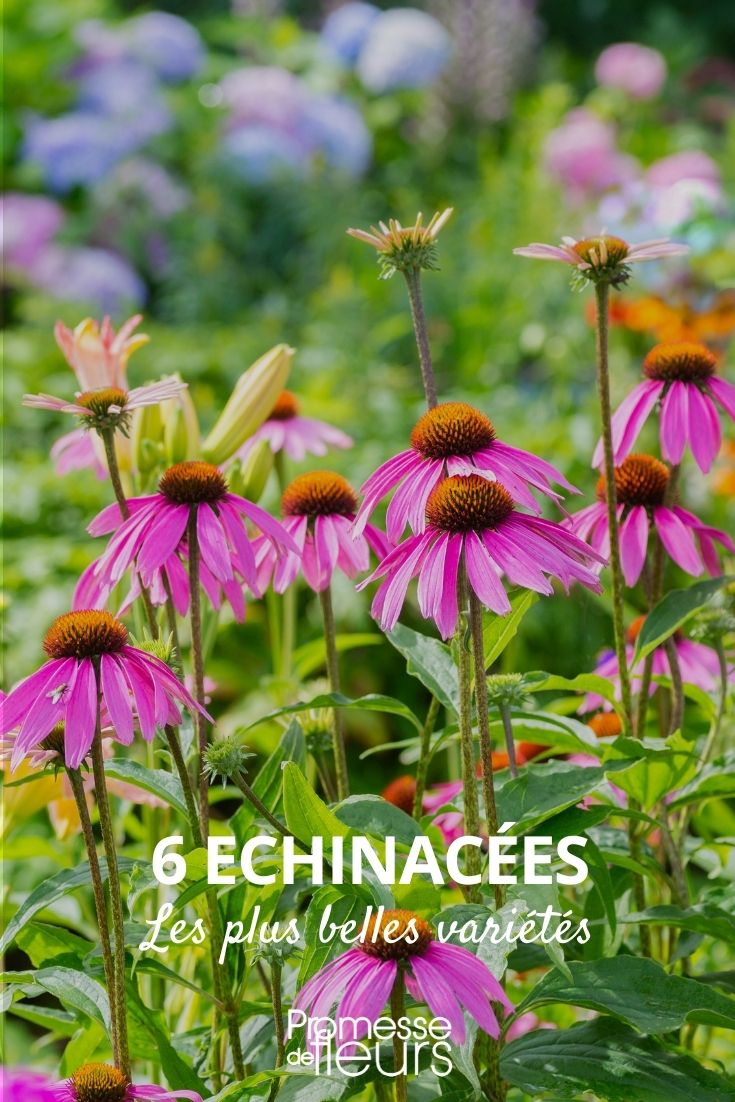 Die 6 schönsten Echinaceen