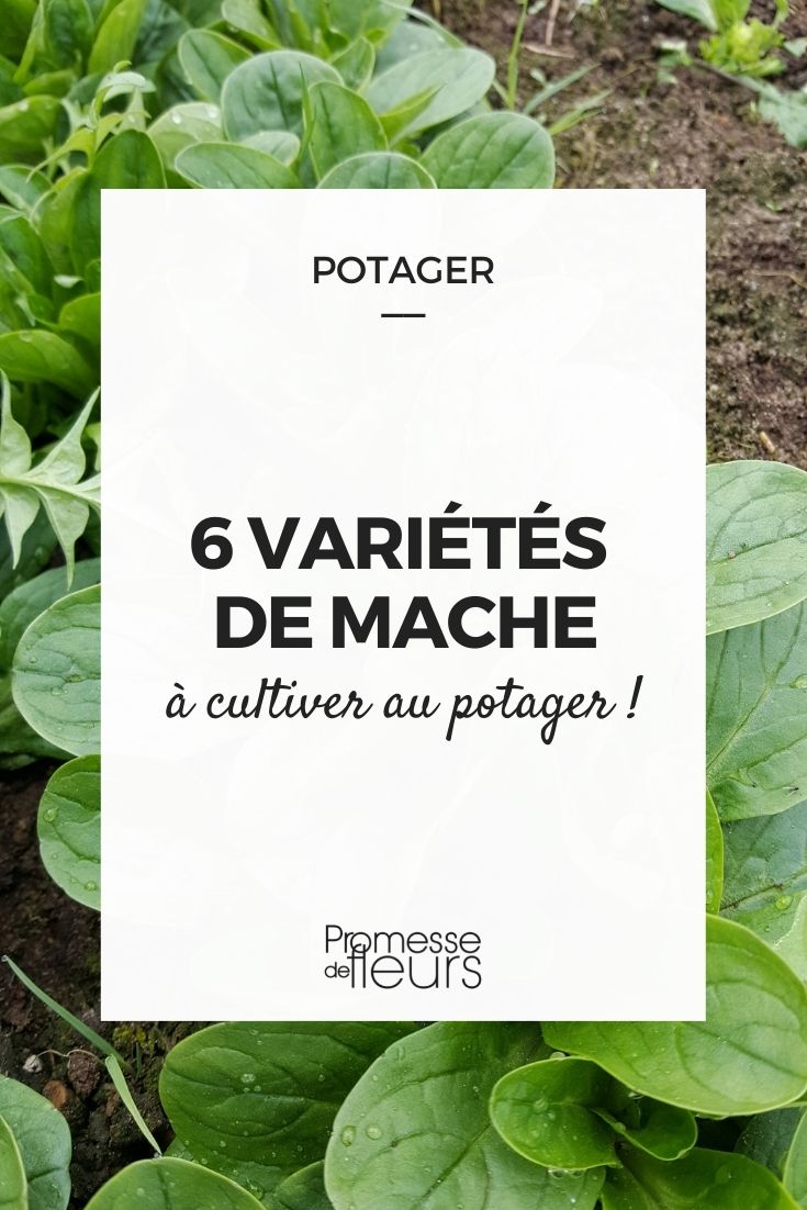 Mâche