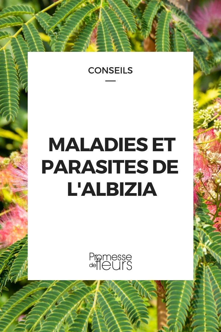 Krankheit Parasit Albizia