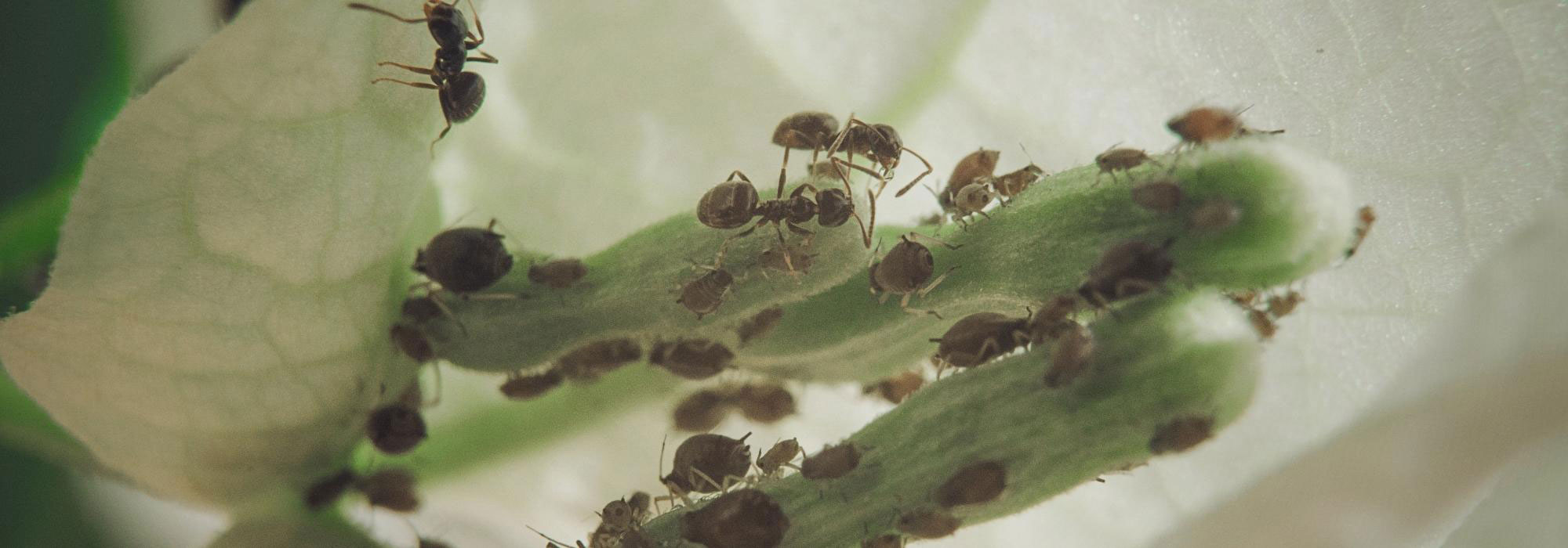 Krankheiten und Parasiten der Drillingsblume