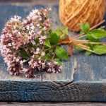 Wie trocknet und verwendet man Oregano?