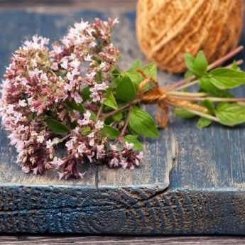 Wie trocknet und verwendet man Oregano?