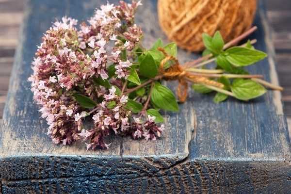 Wie trocknet und verwendet man Oregano?
