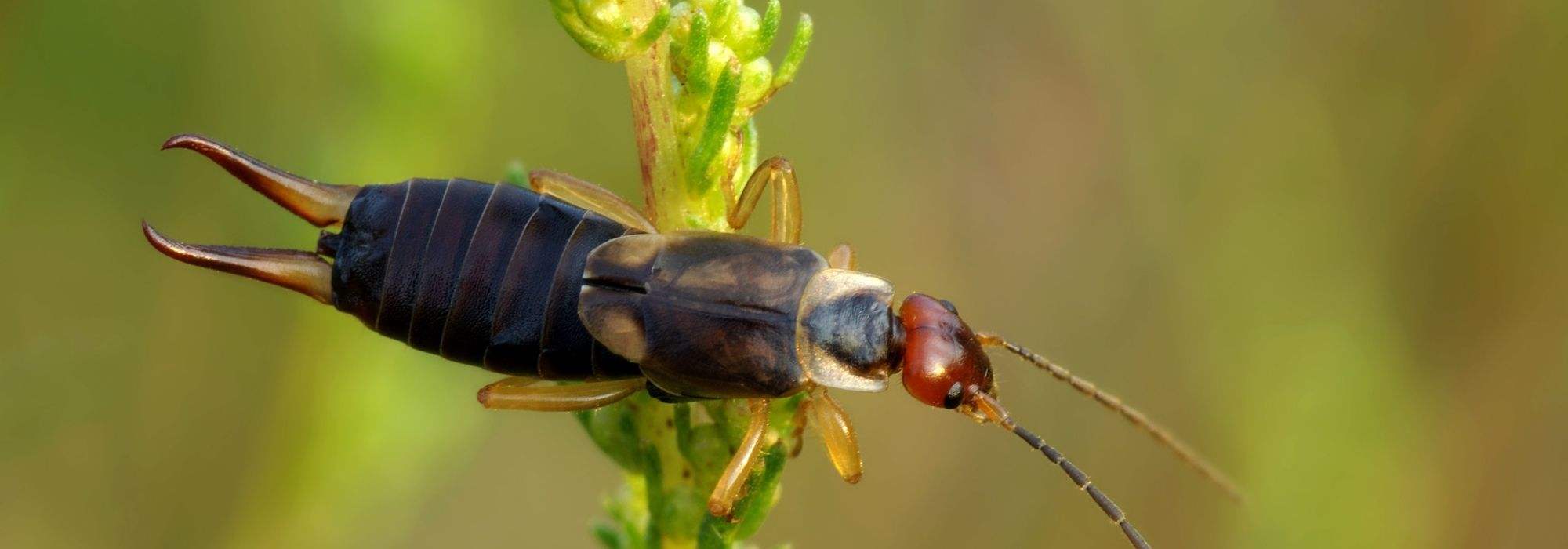 Ohrwurm: Unterschätzter Nützling im Garten