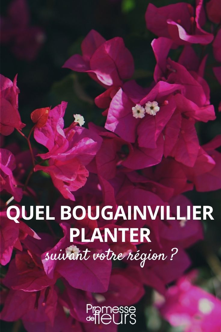 Welche Bougainvillea pflanzen?