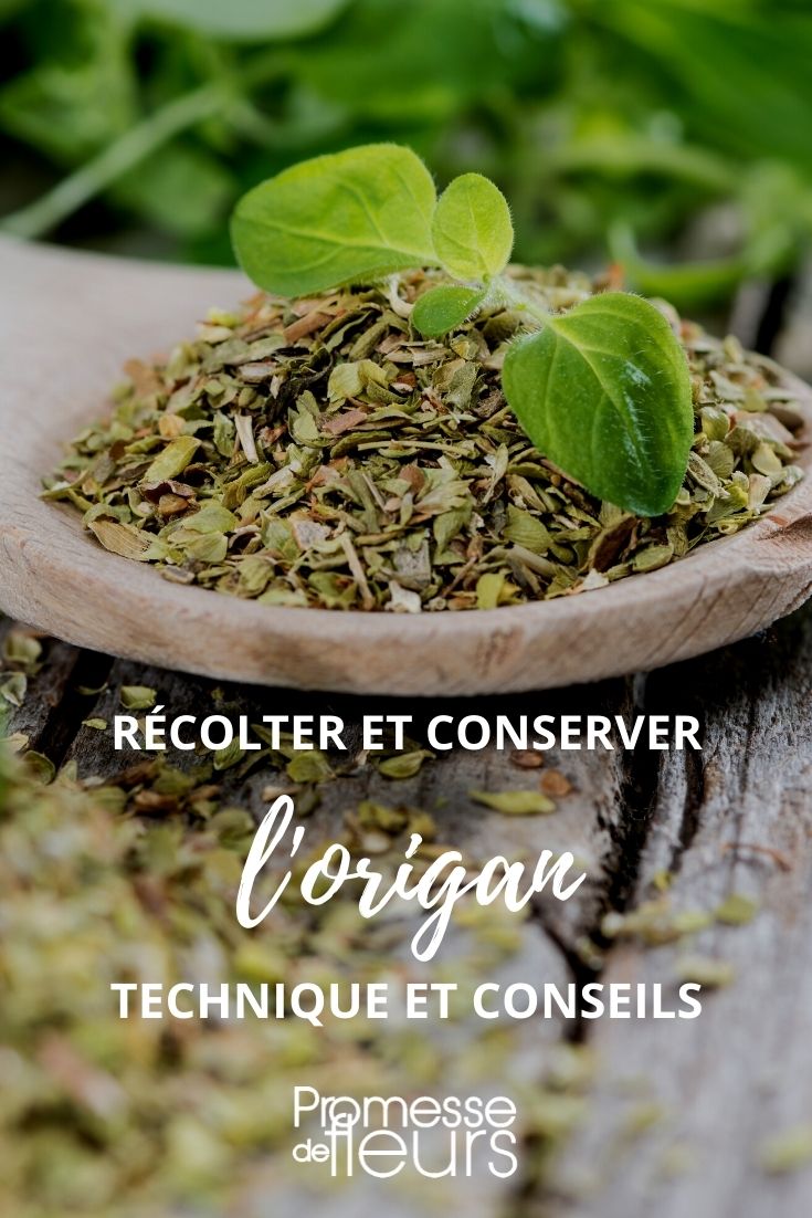 Ernten und Aufbewahren von Oregano – Anleitung