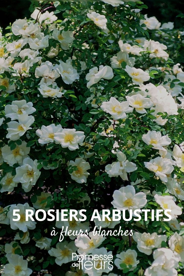 Strauchrose mit weißen Blüten