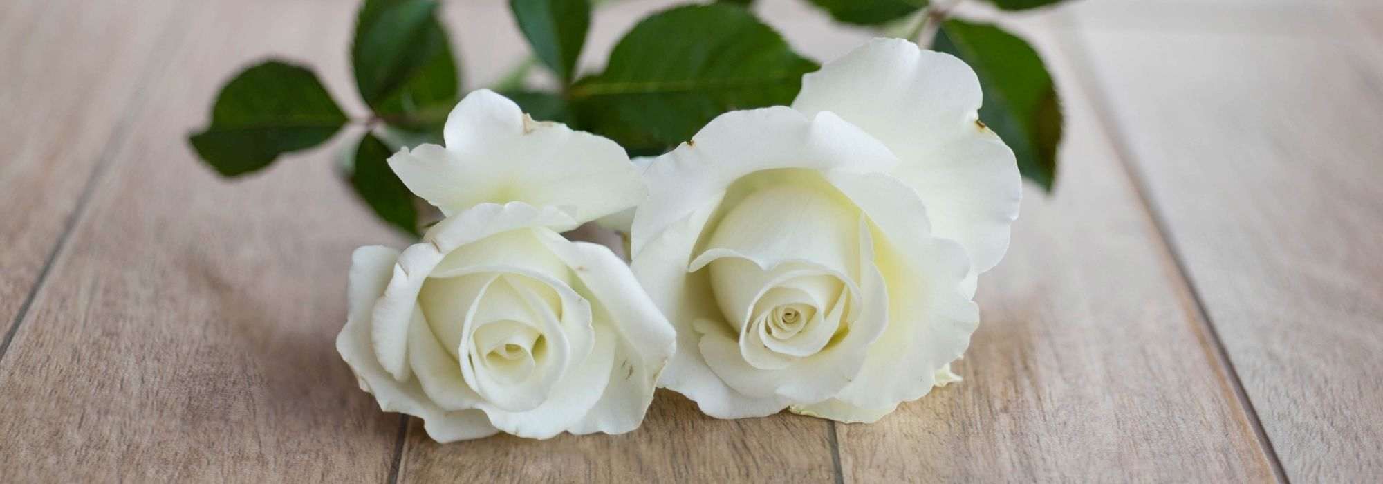 7 Buschrosen mit großen weißen Blüten