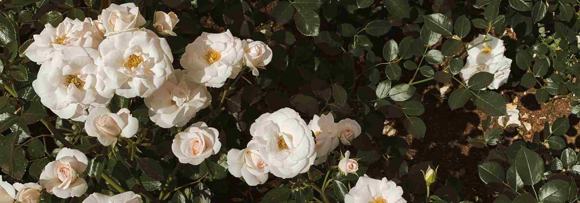 6 Bodendecker-Rosen mit weißen Blüten