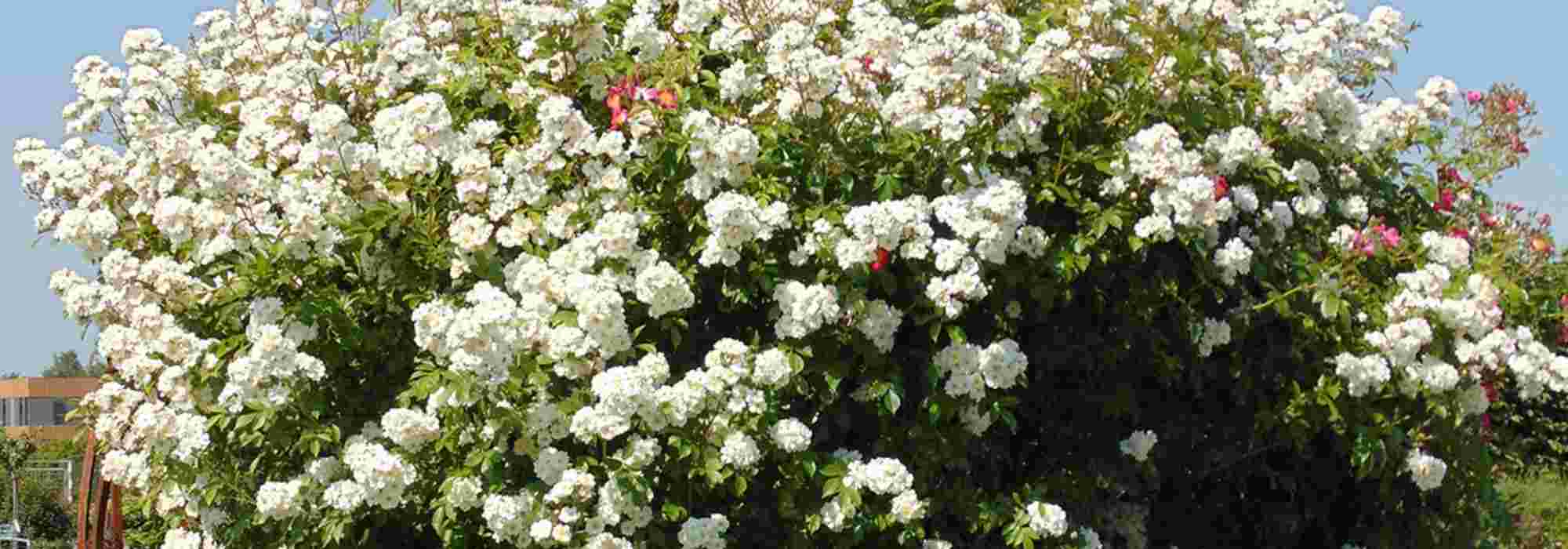 10 Rambler-Rosen mit weißen Blüten