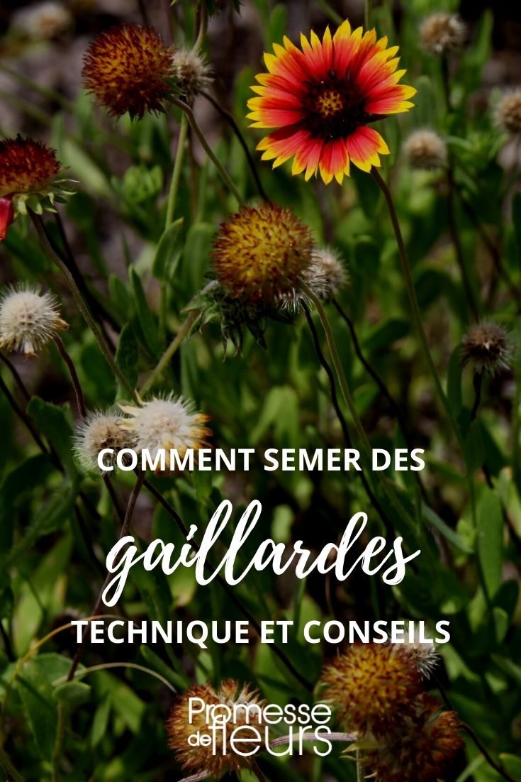 Saatgut von Gaillardien aussäen – Anleitung