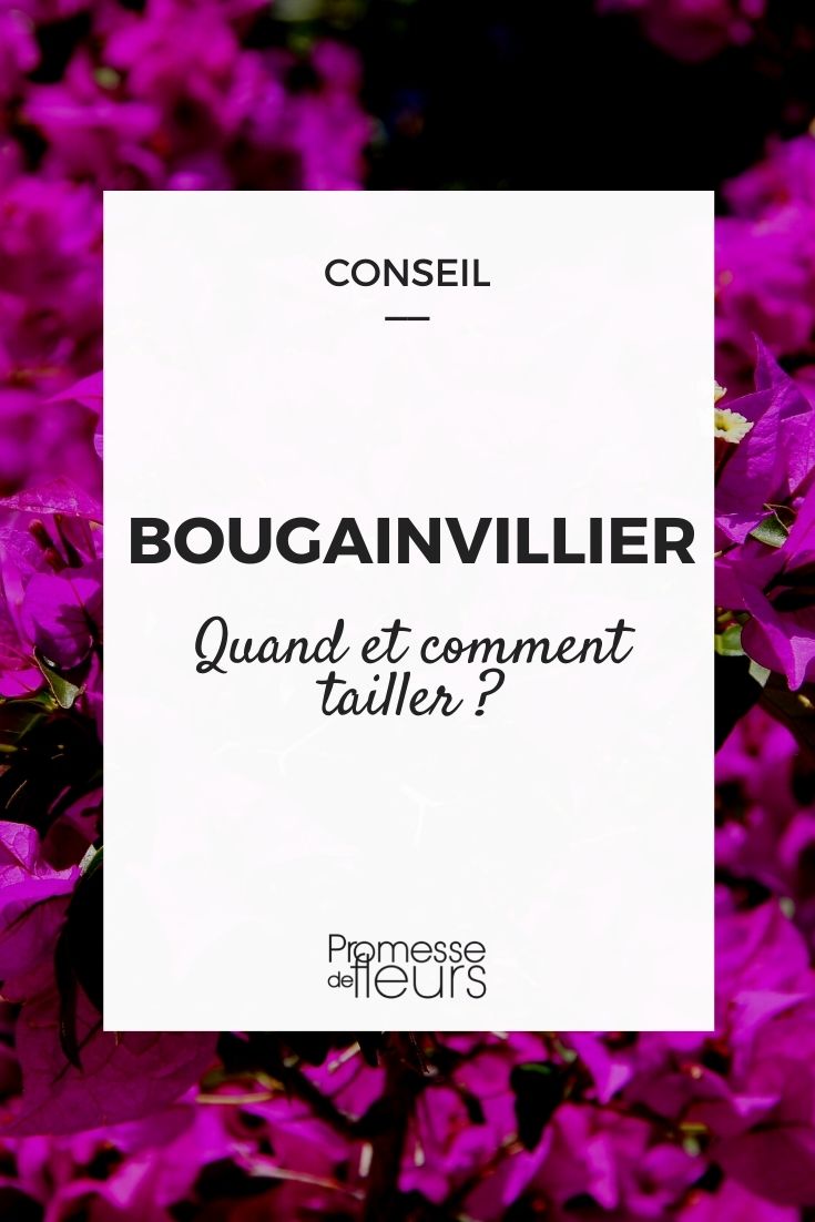 Bougainvillea schneiden