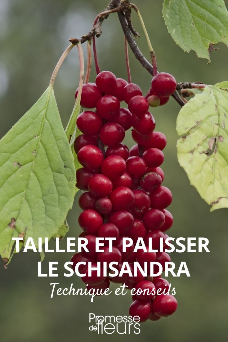 schneiden und Spalieren von Schisandra