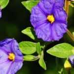 Solanum im Topf anbauen