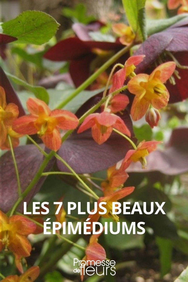 7 schönste Elfenblumen