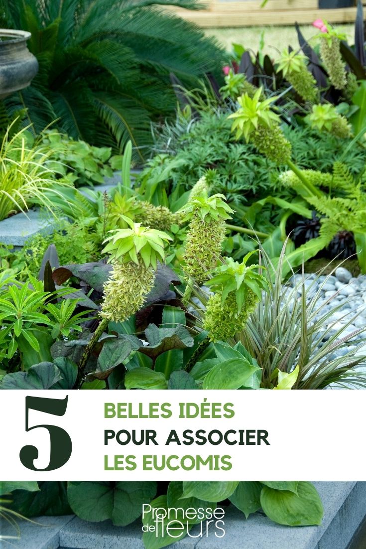 Eucomis kombinieren