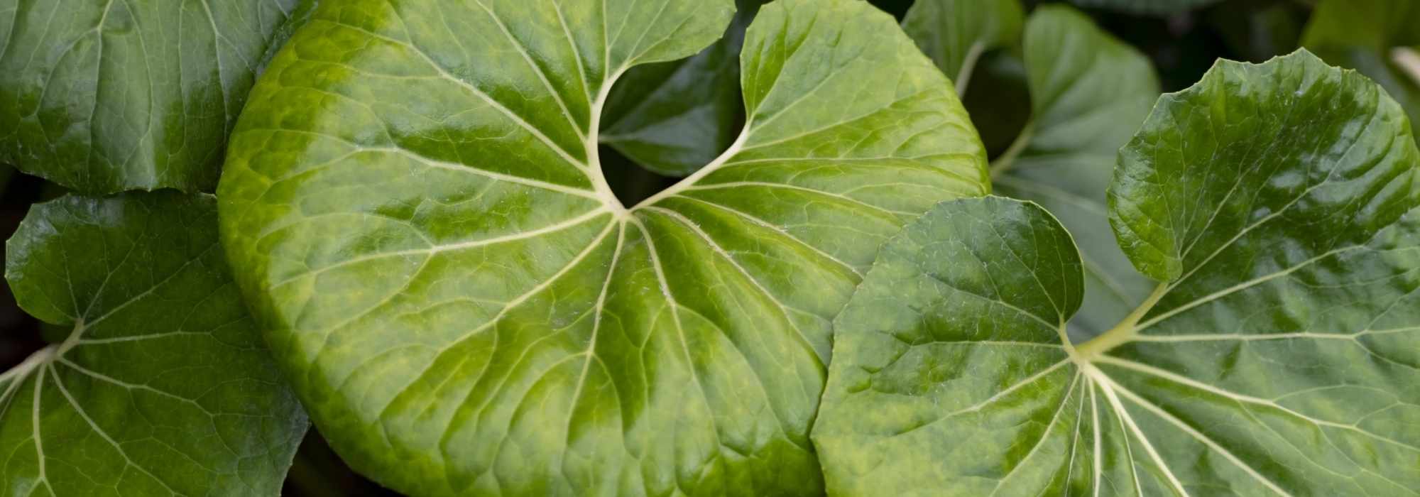 Farfugium im Topf kultivieren