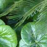Farfugium kombinieren