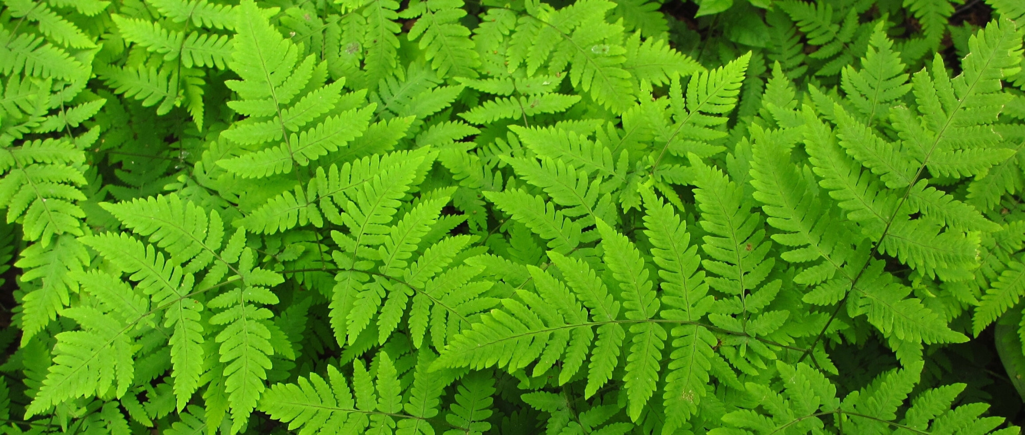 Gymnocarpium pflanzen und pflegen