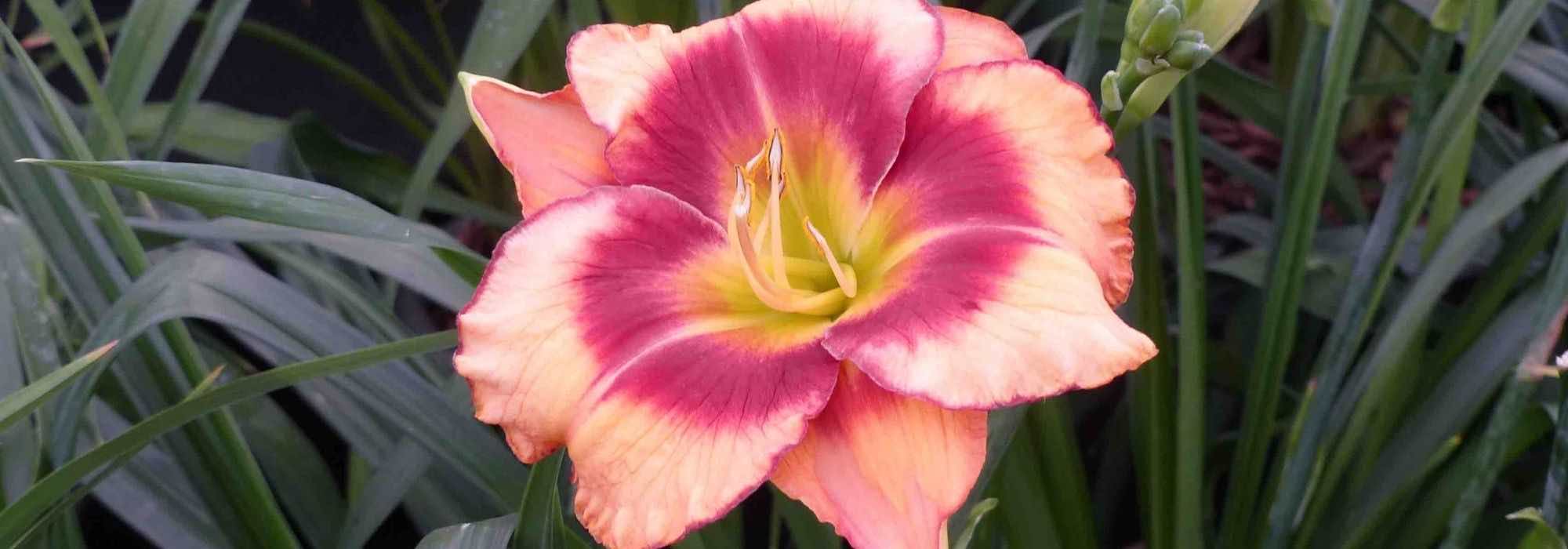 7 rosa Taglilien