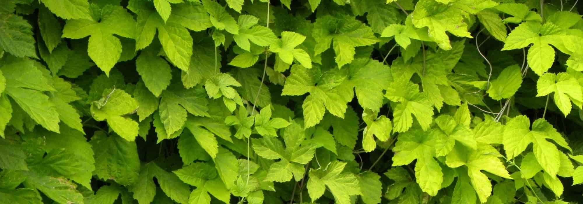 Hopfen im Topf anbauen