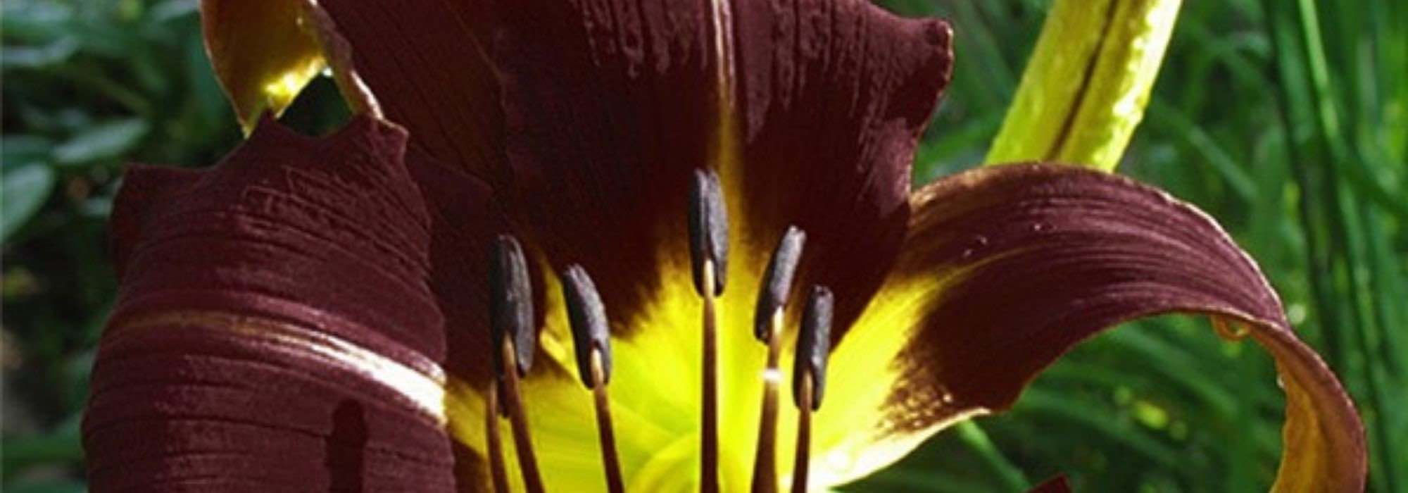 7 Taglilien für exotische Gärten