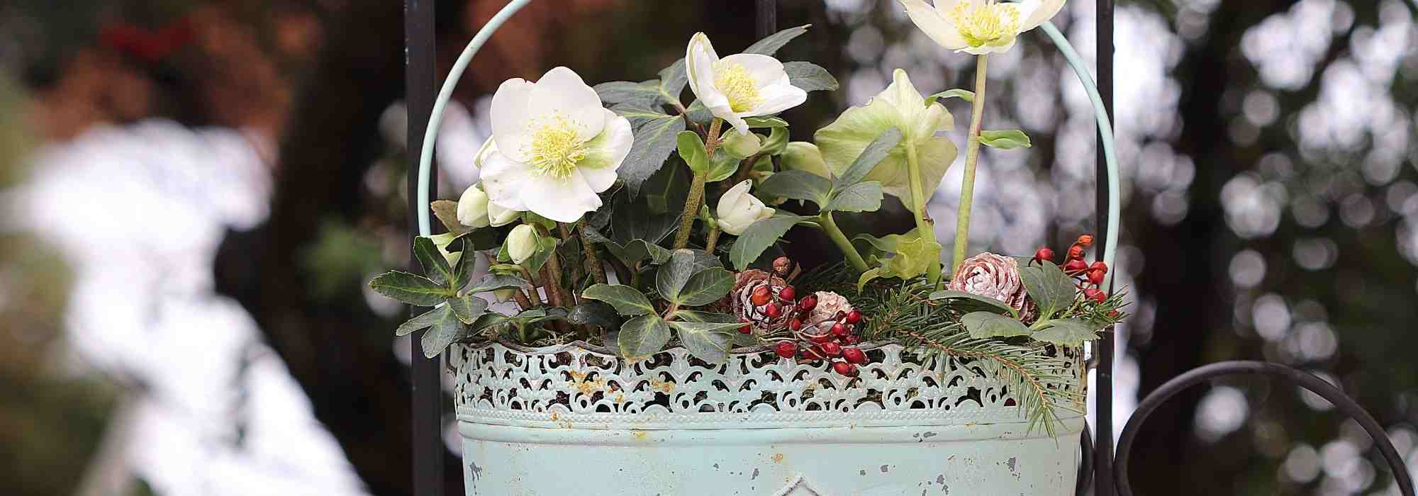 Christrose im Topf kultivieren