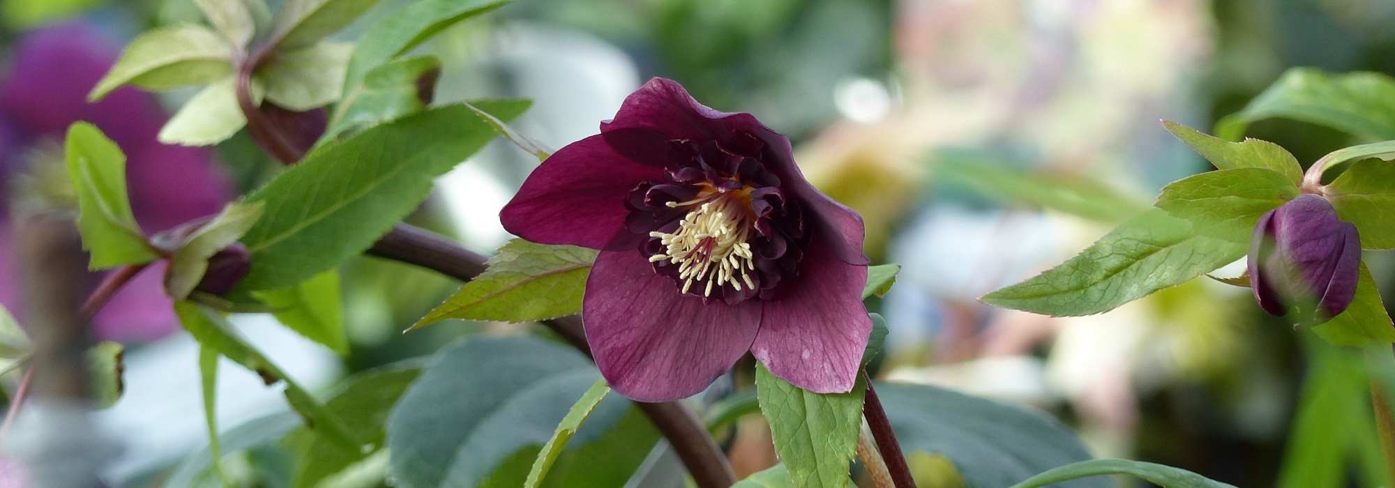 7 Christrosen mit anemonenartigen Blüten