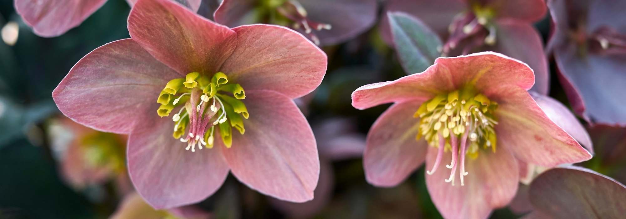 10 einfache Christrosen