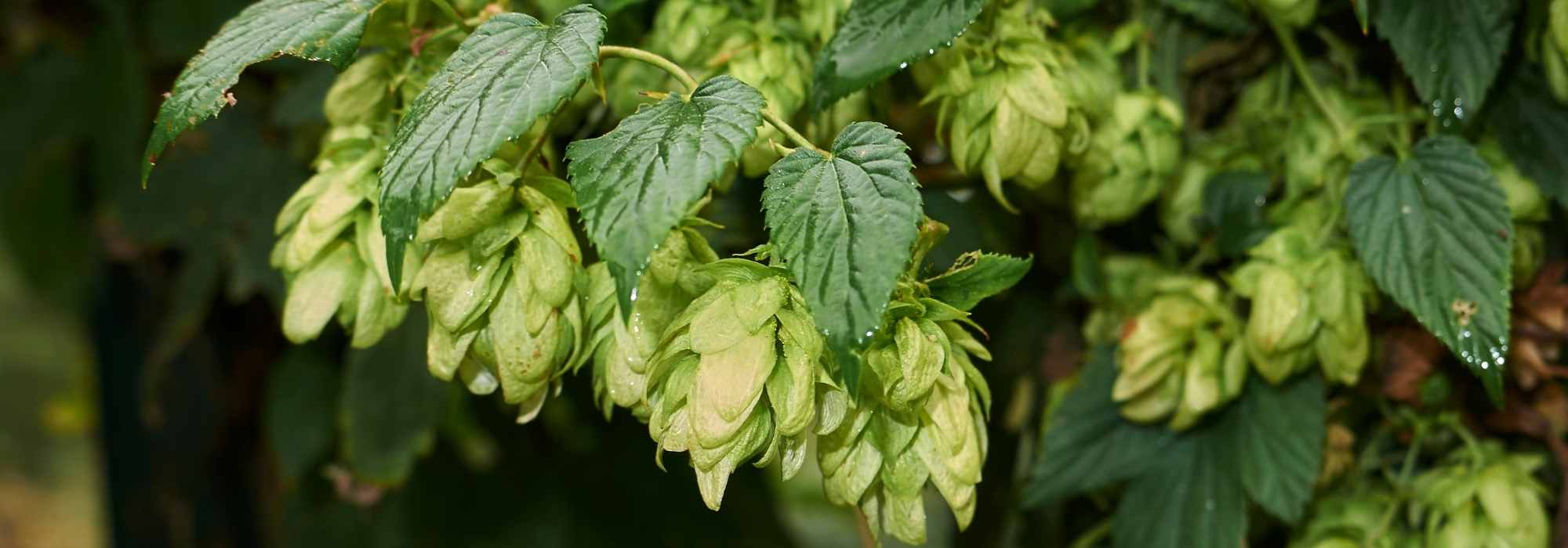 Hopfen: Wofür wird er verwendet?