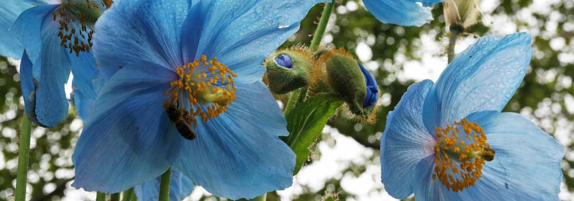 Keulenmohn: Anbau, Aussaat, Pflege