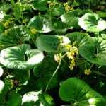 Farfugium vermehren