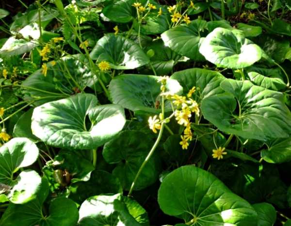 Farfugium vermehren