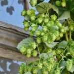 Hopfen vermehren