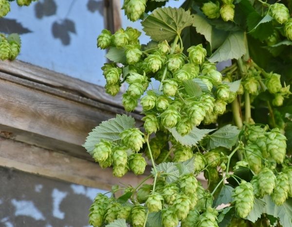 Hopfen vermehren