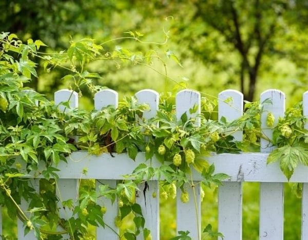 Hopfen aufleiten und stützen