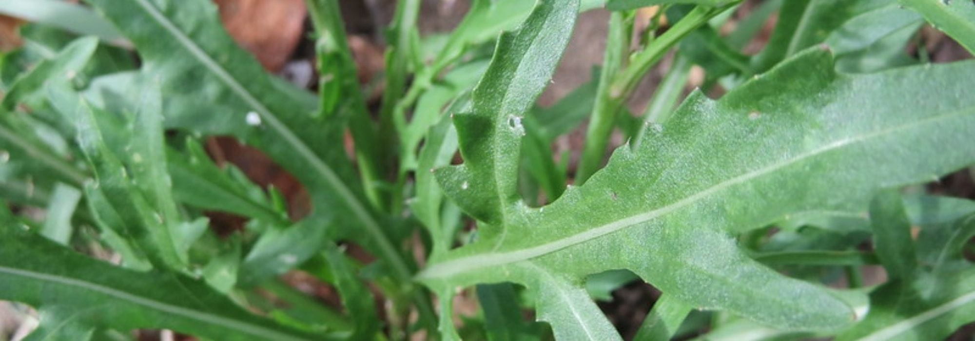 Rucola säen, anbauen und ernten