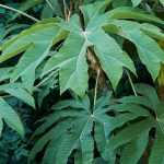 Tetrapanax, Reispapierbaum: Anbau und Pflege