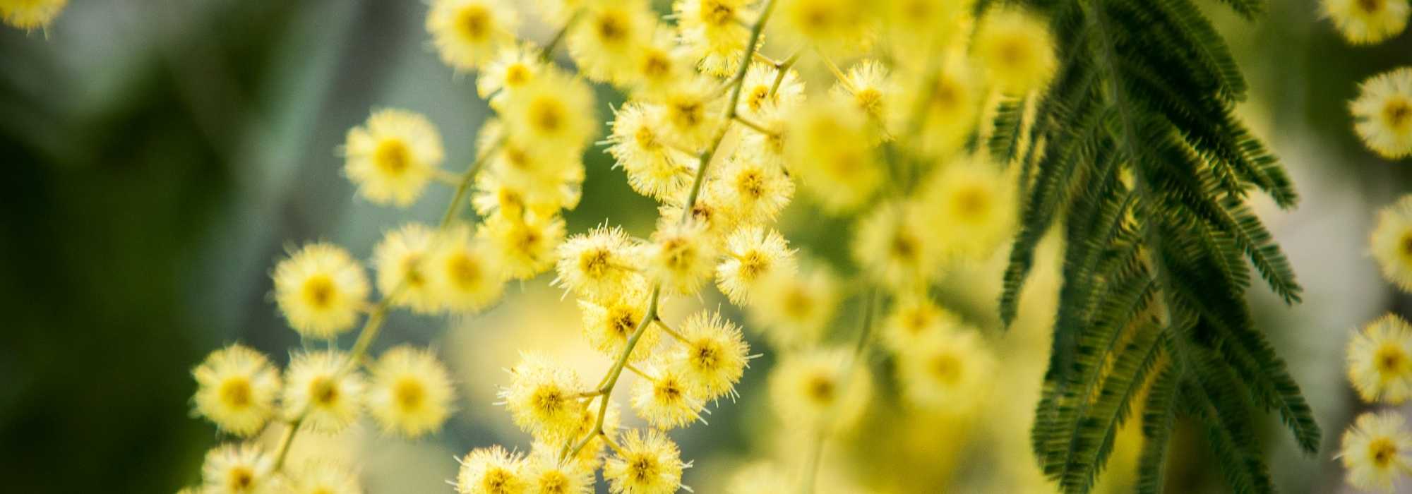 7 Bäume für einen Garten in voller Sonne