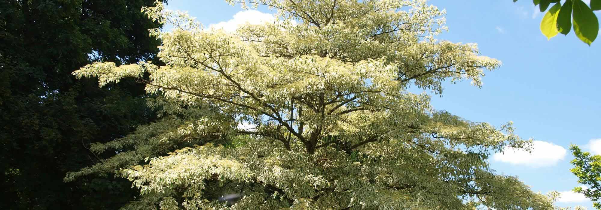 7 Etagengehölze: Bäume und Sträucher