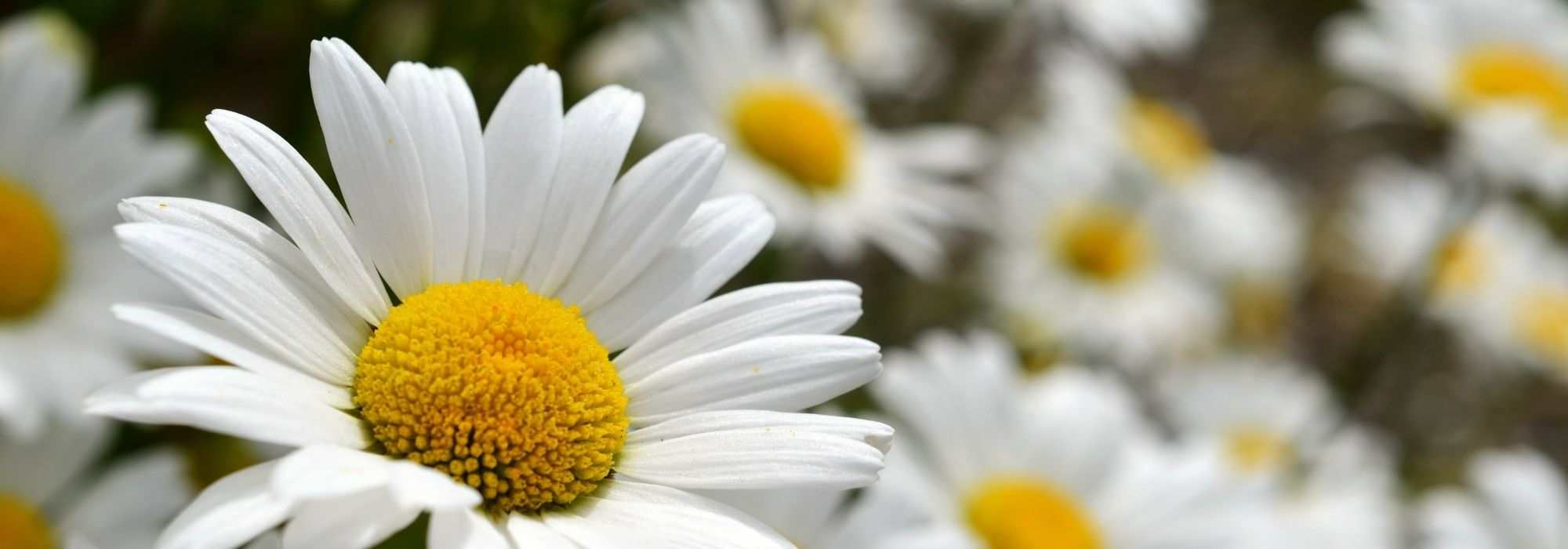 Leucanthemum kombinieren