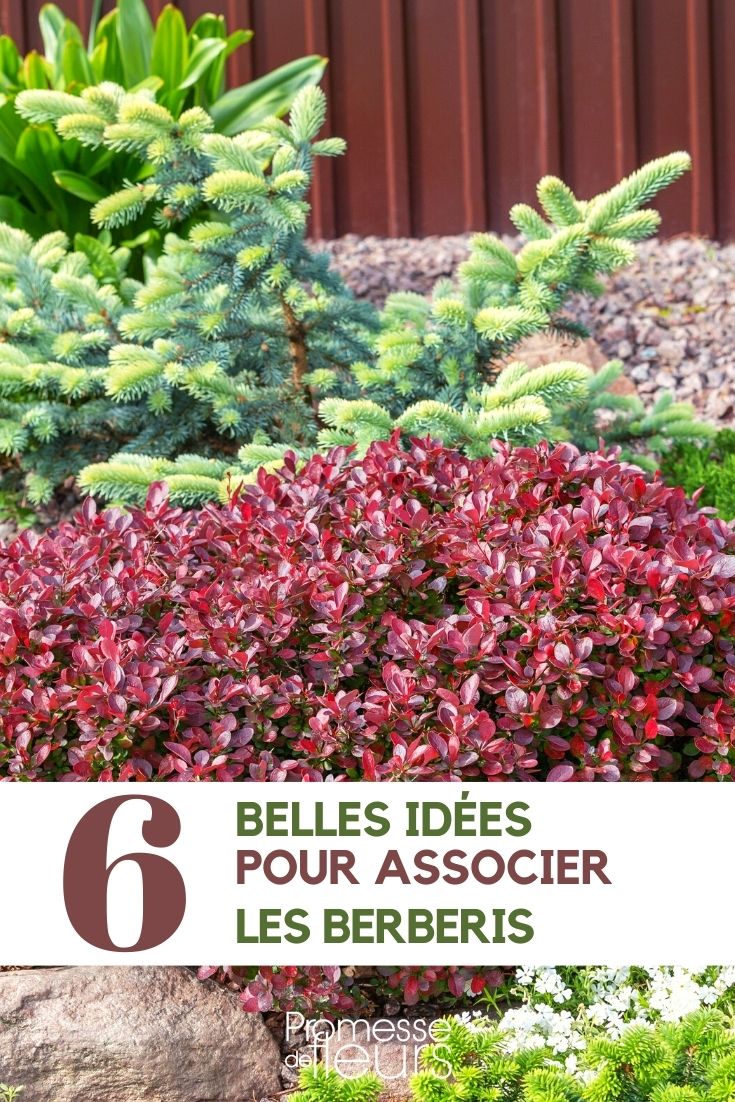 Berberis kombinieren