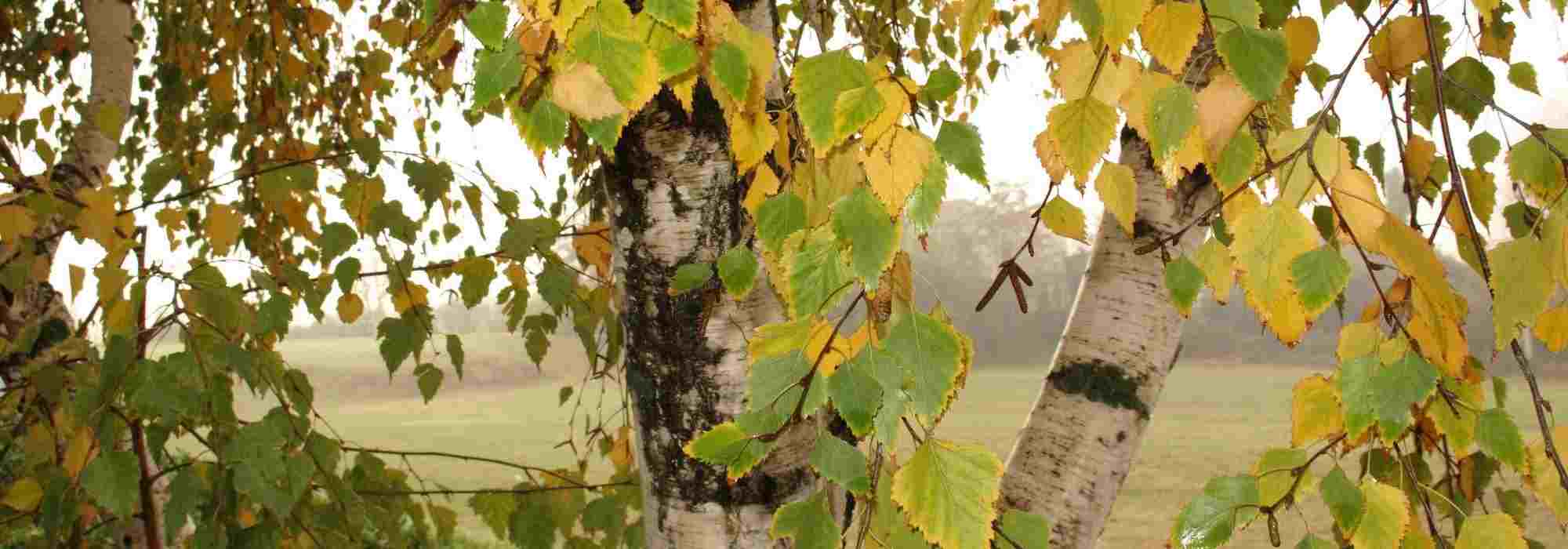 7 erstaunliche Birken entdecken