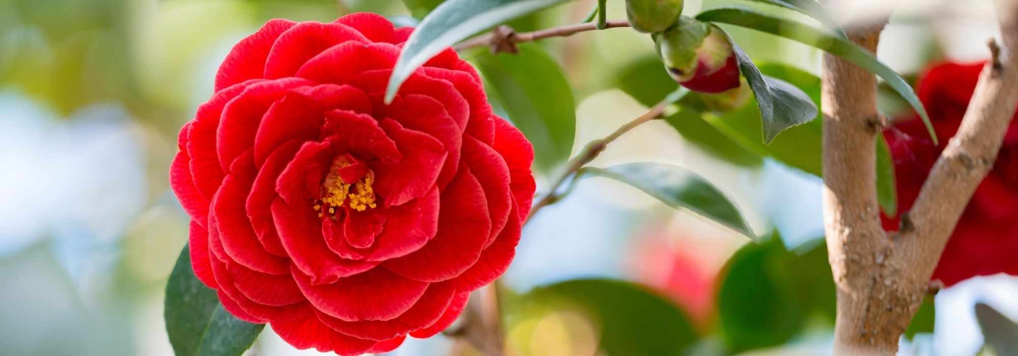 6 Kamelien mit roten Blüten