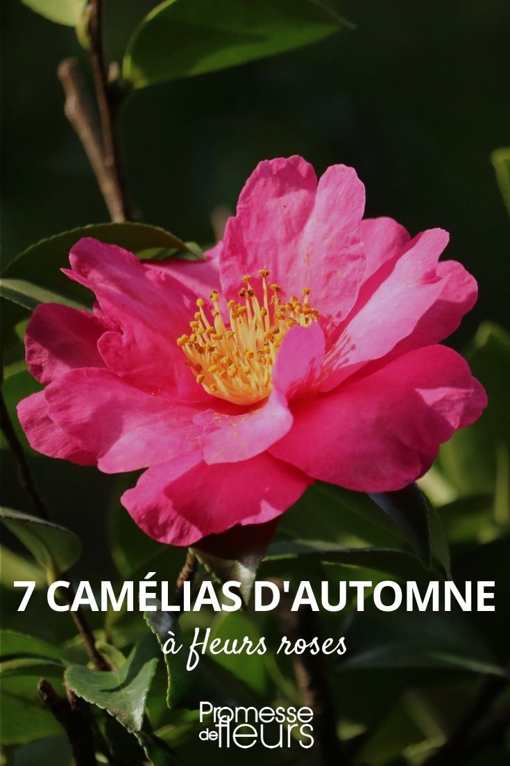 Kamelie Herbstblüte rosa Blüte