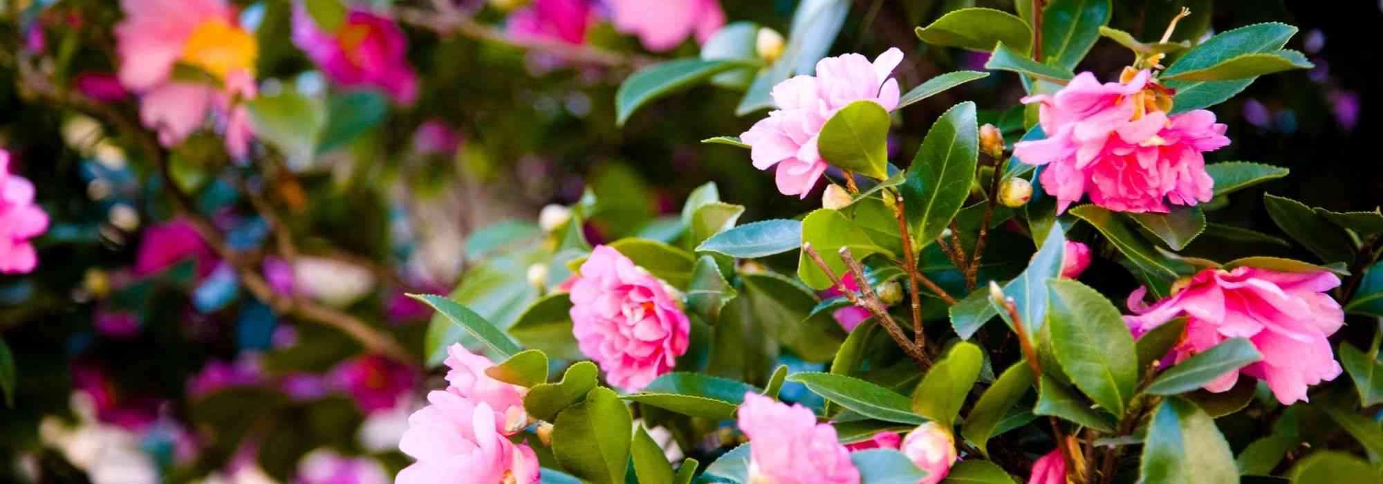 7 rosa Herbstblühende Kamelien