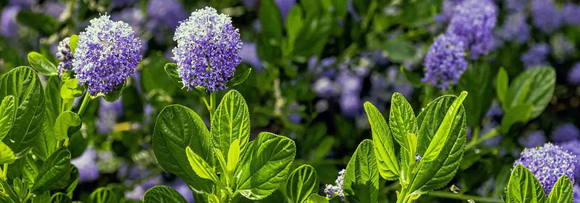 Säckelblume im Topf kultivieren