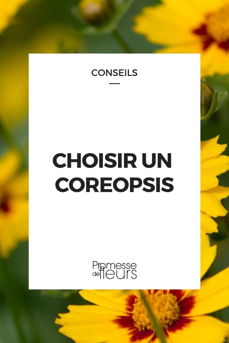 Coreopsis auswählen
